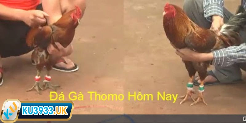 Đá gà Thomo là gì